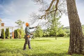 Professional Tree Care in Strongsville, OH