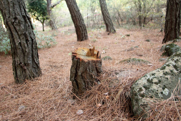 How Our Tree Care Process Works  in  Strongsville, OH