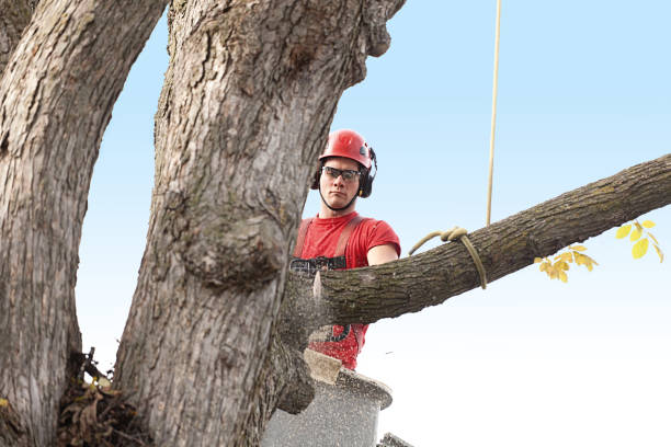 Soil Testing and Treatment in Strongsville, OH